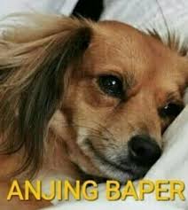  57 Ide Anjing Anjing Meme Anjing Lelucon Lucu