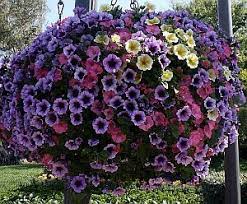 Pin By Michelle Stenger On Summertime Hanging Flower Baskets Plants Hanging Plants
