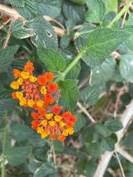 Image result for Lantana nivea
