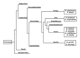 The Orangutan Classification