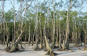 Image result for Heritiera