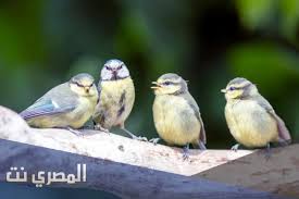 رؤية الميت في المنام هي رؤيا تراود الكثيرين منا، بإختلاف اشكالها وتفاصيلها، فمنا من يري أنه يحتضن الميت او يقبله في المنام، والبعض الآخر يري الميت يعطيه شيئاً او يدخل منزله ويأكل معه او يتحدث معه، وسوف نتناول معكم في هذا الموضوع من خلال موقع احلم ، تفسير. ØªÙØ³ÙŠØ± Ø­Ù„Ù… Ø§Ù„Ø¹ØµØ§ÙÙŠØ± ÙÙŠ Ø§Ù„Ù…Ù†Ø§Ù… Ù„Ù„Ø¹ØµÙŠÙ…ÙŠ Ø¨Ø§Ù„ØªÙØµÙŠÙ„ Ø§Ù„Ù…ØµØ±ÙŠ Ù†Øª