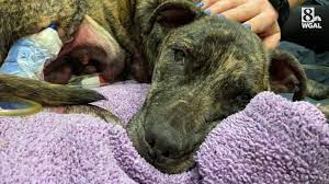 Abused dog found in Berks County dies