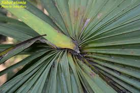 Image result for Sabal etonia