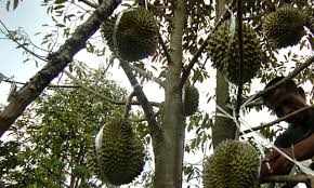Buah durian ini diberi nama durian duri landak sempena dengan durinya yang kelihatan hanya durian kampung! Di Garut Ada Wisata Durian Petik Sendiri Harga Lebih Murah Pikiran Rakyat Com