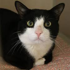 Black And White Tuxedo Cat Long Hair Adopted Oliver Is A 2 Year Old Neutered Male Tuxedo Black White Domestic Short Hair Cat Oliver Has A Certain Boy Next Lucky Dogs Short Hair Cats Dog Cat