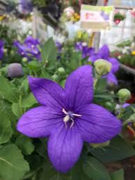 Ostéopathe ouvert le samedi & dimanche. Jardinerie Ouverte Le Jardinerie Cave Pepinieres Facebook