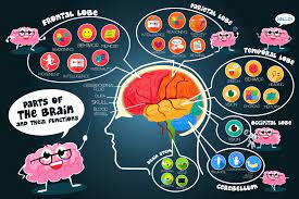 How To Make A Brain Model - Human Body Science For Kids