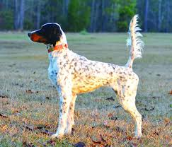 We recommend that the following considerations should always be taken into. English Setter Club Of America By Lloyd Miller American Field Sporting Dog Field Trial News