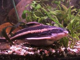Types Of Freshwater Catfish For Aquariums Aquarium Catfish Freshwater Catfish Freshwater Aquarium