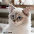 Ragdoll Cat Colors and Patterns - Ragdolls | Munchkins
