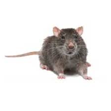 Pest free was tested by professors from the university of new england (une) to determine if it was beneficial for rodent pest control. Rodent Control On Farms Certificate Pass Online Today