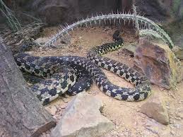 They can even deal with widely devastated forests. Madagascar Giant Hognose Snake