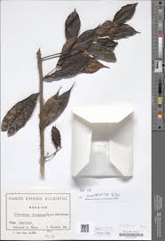 Image result for Uvariastrum