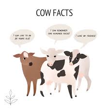 Cow Facts Vegan Plantbased Livekindly Veganart Animalart Cow Facts Vegan Quotes Reasons To Be Vegan