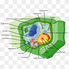 From this reference atlas, the molecular pathways underpinning coral reef building, specialized immune cells, and the metabolic programs involved in symbiosis between coral and algae partners are described. Plant Cell Structure Icelandic Text Identify The Organelles In The Cell Hd Png Download 854x615 1280053 Pngfind