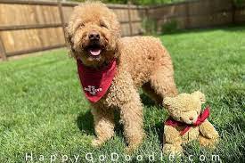 Goldendoodle haircuts goldendoodle hairstyles for your. White Star Goldendoodle Teddy Bear Cut Before And After Best Types Of Goldendoodle Haircuts We Love Doodles Goldendoodle Haircut Before And After Pictures