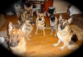 They are police dogs, military service dogs, guide dogs for special needs individuals, and of course they still retain their herding instincts. Shadowbrook Shepherds