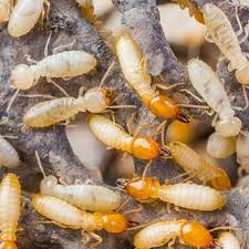 Resolve pest control is a locally owned and family operated pest, termite and wildlife management provider serving both the metro and south atlanta area. Pest Control In Peachtree City Ga