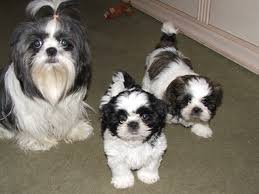 Shih Tzu Puppies For Sale Shih Tzu Puppy Shih Tzu Dog Cute Dogs