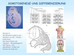 Check spelling or type a new query. Entwicklung Des Schadels Ppt Herunterladen