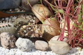 Check spelling or type a new query. Create A Fairy Or Dinosaur Garden Sheknows