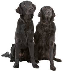 Affiliated to the kennel club, the countryside alliance, the basc, the ngo, and the international gundog league retriever society. Flat Coated Retriever Wesen Und Charakter Futalis De