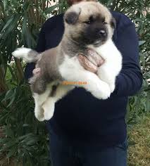 Akita Amerikan 3 Akita Hayvan Kopek
