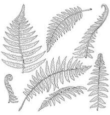 The most important is that barnsley fern looks perfectly as real life ferns, mysterious plants, who a modification of barnsley fern that looks just like christmas tree, important thing in modern western. Image Result For Fern Outline Drawings Abstract Artwork Fractals