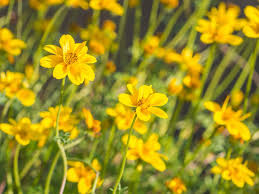 Image result for Bidens