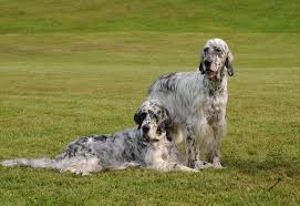 English Setter 06
