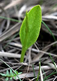 Image result for Ophioglossum gomezianum