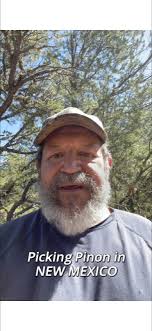 Pinion Picking in New I am New Mexico