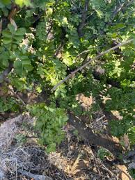 Image result for Eriocoelum