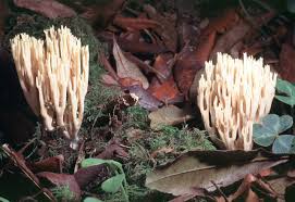 Image result for Ramaria stricta