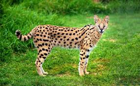 Particulièrement attiré par les enclos des cela n'a rien d'étonnant lorsqu'on sait que le lynx a toujours été seul jusqu'à présent dans son enclos. Un Chat Qu Est Ce Que C Est Chats Guide Omlet France