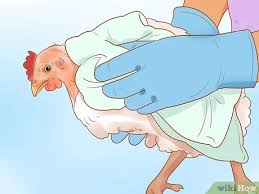 3 Ways To Help A Pecked Chicken With A Wound Wikihow