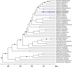 Image result for Alinula paradoxa