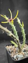 Image result for Orbea lugardii
