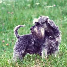 Welcome to texas t's toy schnauzers. Ways To Teach A Miniature Schnauzer Not To Bark