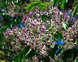 White flowers on a tree in the spring park. Deep Purple Flowering Trees