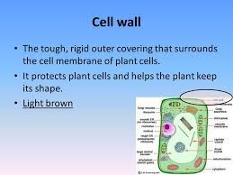 Maybe you would like to learn more about one of these? Fill In The Blanks Notes And Diagrams Mr Hefti Pulaski Biology Ppt Download