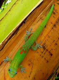 It typically inhabits various kinds of trees and houses. Gold Dust Day Gecko Project Noah