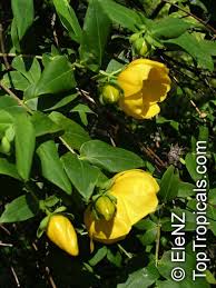 Image result for Hypericum roeperianum