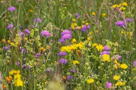 Viele kleine und große tiere nennen ihn ihr zuhause, vögel baden sich darin, fische schnappen nach futterflocken. 10 Tipps Fur Einen Tierfreundlichen Garten Im Sommer