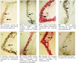 Image result for Cyperus niveus