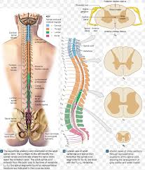 Information and pictures of the spine and spinal cord showing c1 to s5 vertebra and which vertebra effect various body functions. Spinal Nerve Spinal Cord Vertebral Column Nerve Root Anatomy Png 1276x1500px Watercolor Cartoon Flower Frame Heart