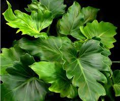 How To Care For The World S Most Popular Houseplant Philodendron Crystal L Mccann Philodendron Popular House Plants Philodendron Plant