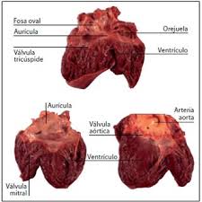 Enrique iglesias, gente de zona, wisin. Posicion De Las Auriculas Y Ventriculos En El Corazon Derecho E Download Scientific Diagram