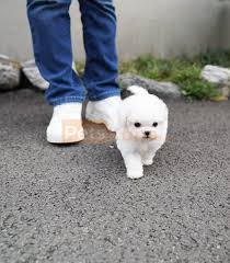 We're a reputable breeder of teacup, toy, and miniature bichon frise puppies for sale with so many years of experience. Pure White Bichon Frise Puppies For Sale Petskona Com